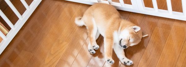 鎌倉のケージレスペットホテル、ご利用についてページのお昼寝中の仔犬