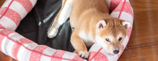 鎌倉市のケージレスペットホテルの子犬