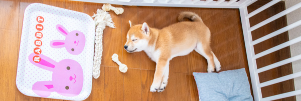 神奈川県のペットホテルの仔犬。