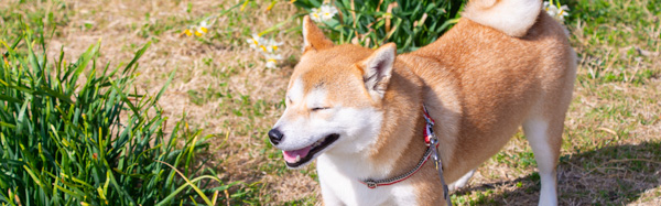 ご利用についてページの鎌倉長谷近くの由比ヶ浜散歩中の柴犬