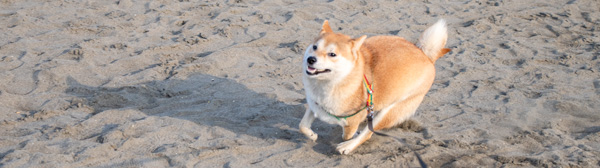 神奈川県長谷の海岸をお散歩中の犬