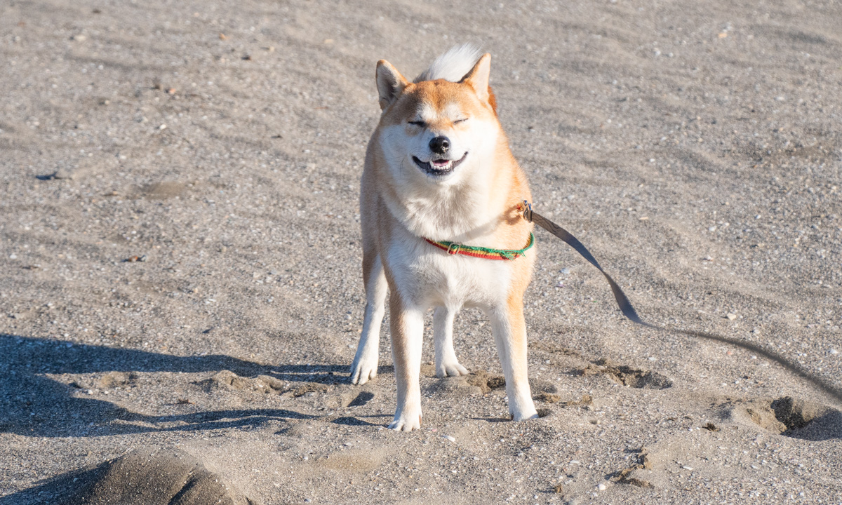 鎌倉ペットホテル「みんなでおひるね」の笑う柴犬