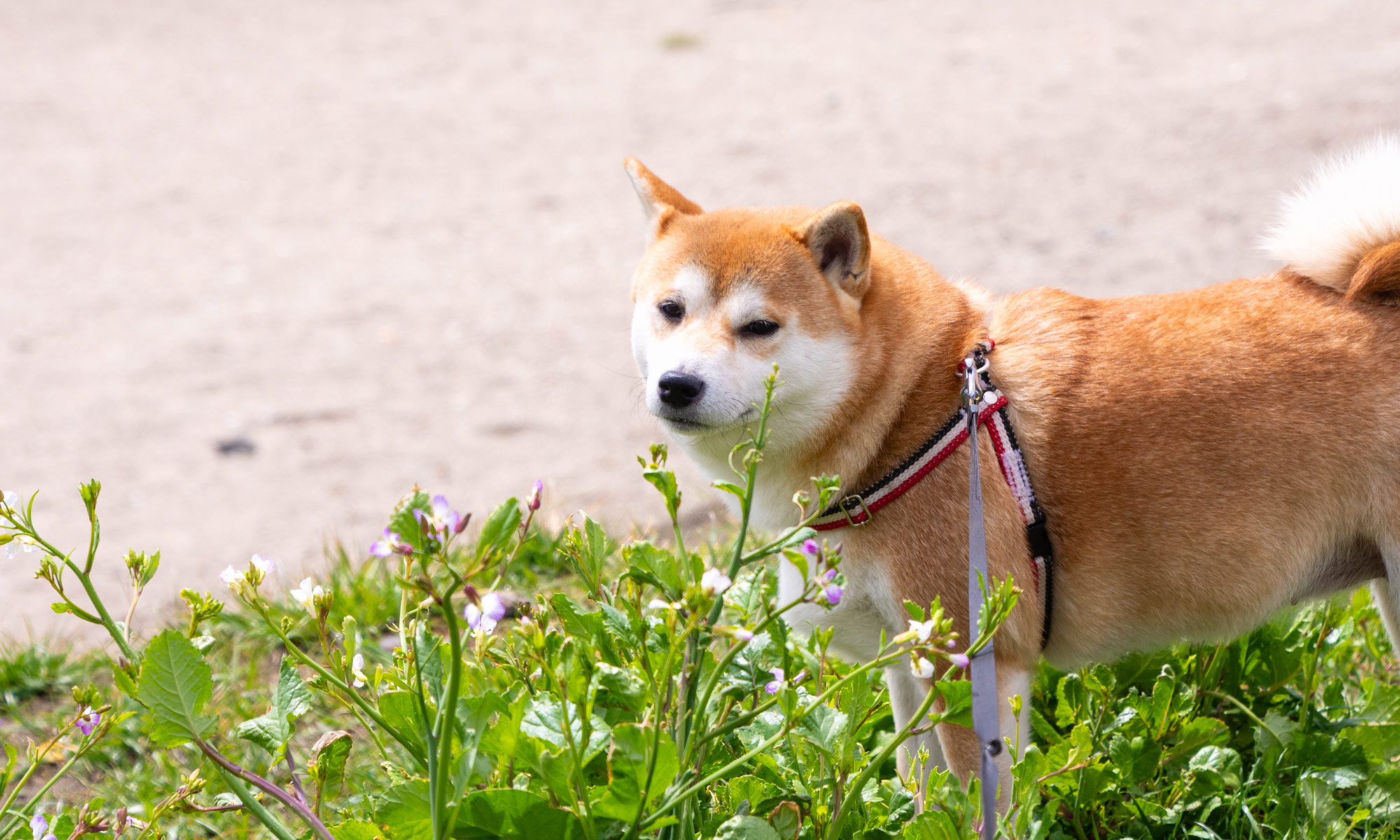 神奈川のペットホテルの賢そうな柴犬