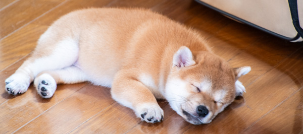 神奈川県のペットホテルでお昼寝中の仔犬