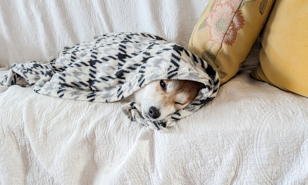 鎌倉のペットホテルで眠る犬