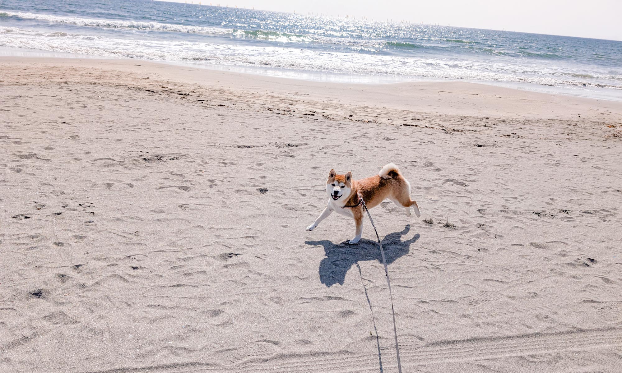 鎌倉のケージレスペットホテルの嬉しい柴犬