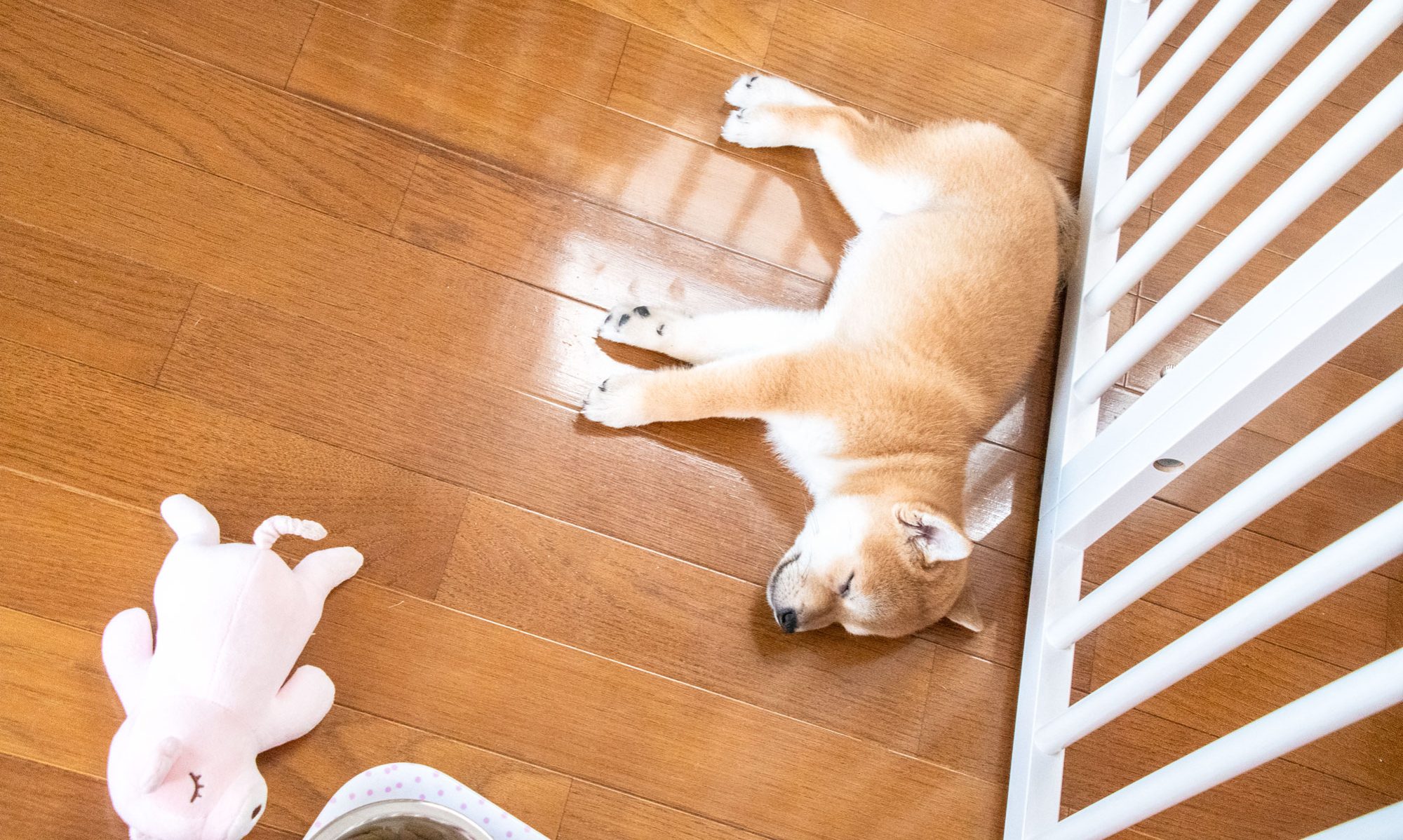 神奈川県鎌倉のペットホテルで眠る仔犬