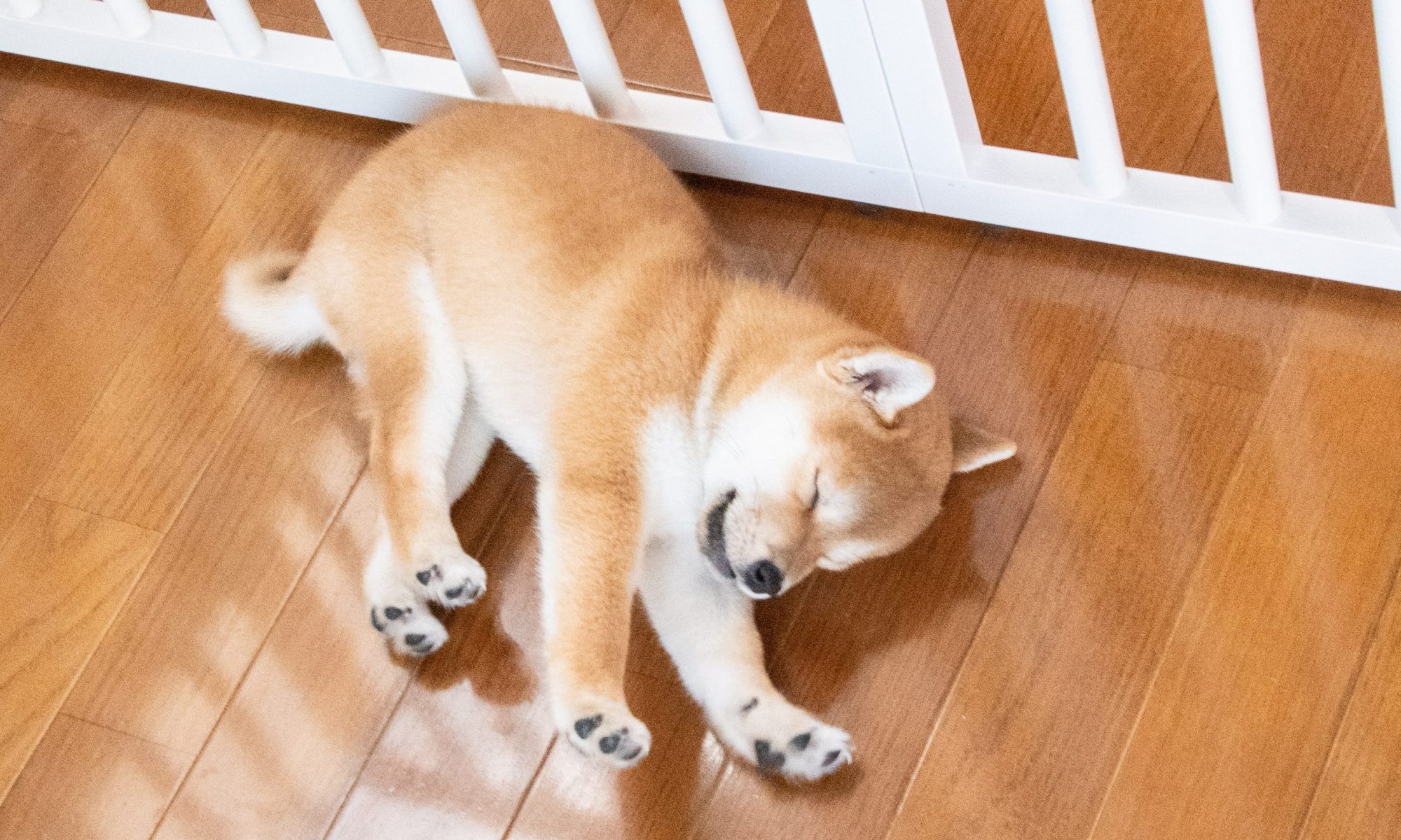 鎌倉のペットホテルでノビをする仔犬
