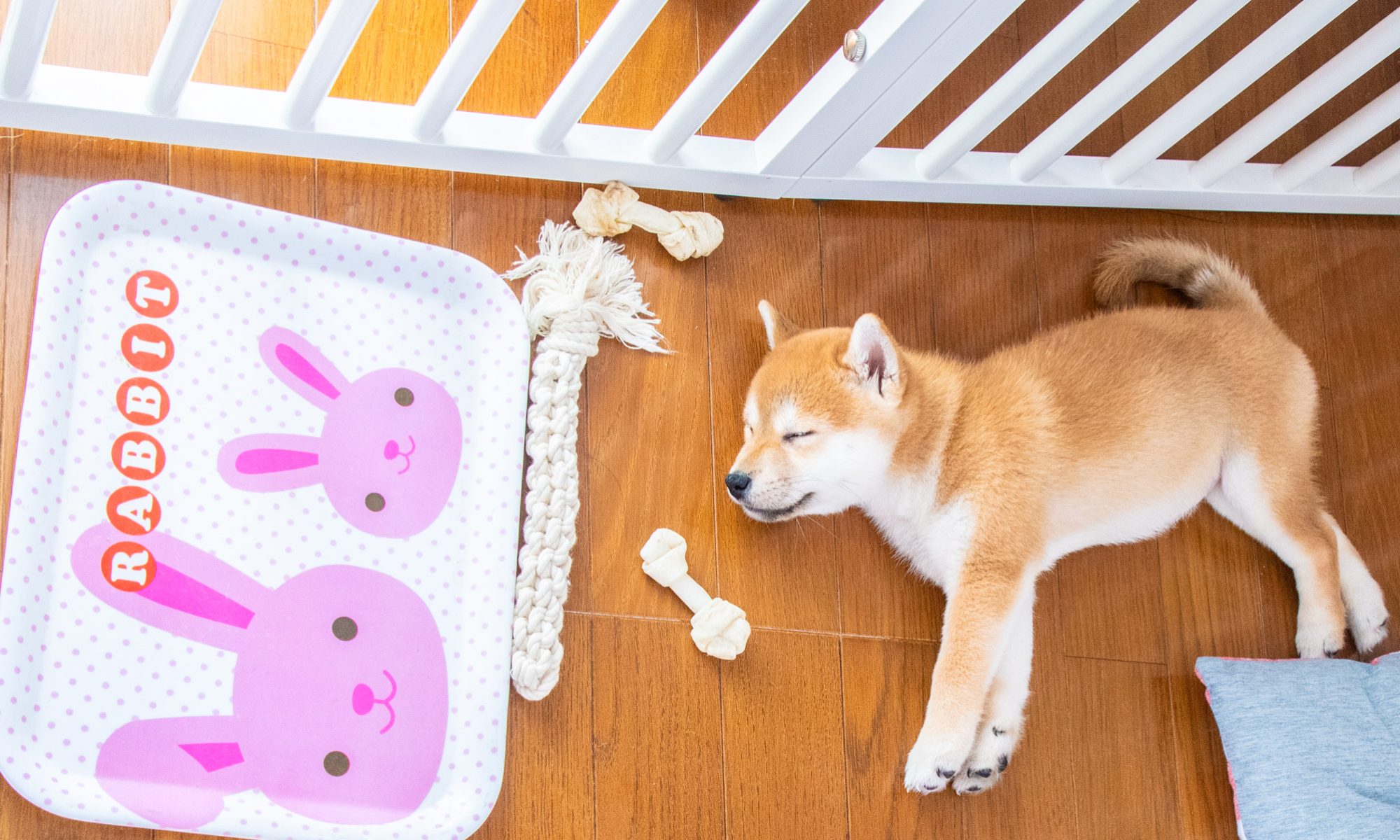 ペットホテルみんなでおひるねの柴犬