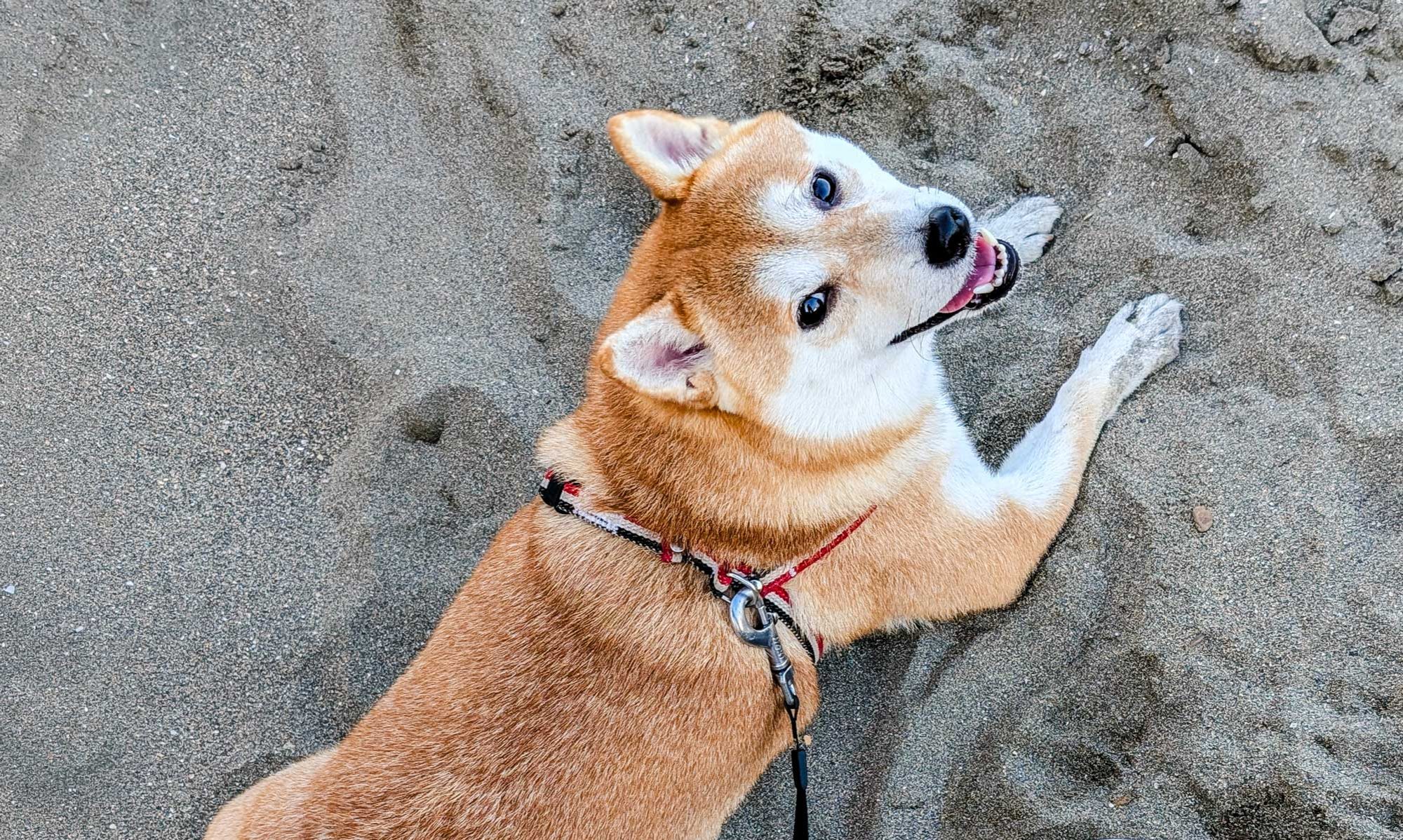 神奈川ケージレスペットホテルのにっこりする柴犬